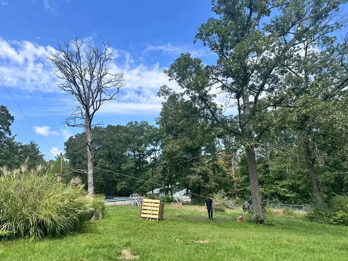 Dead trees marked for removal